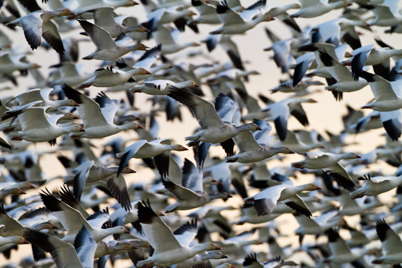 Snow Geese In Flight